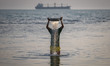 A young Iranian boy is trying to catch a fish with a colander near the Bushehr nuclear pow...