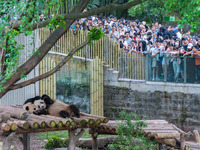 Tourists are viewing pandas at Chongqing Zoo in Chongqing, China, on May 3, 2024. (