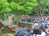 Tourists are viewing pandas at Chongqing Zoo in Chongqing, China, on May 3, 2024. (