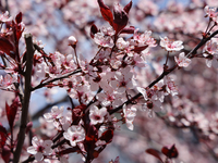 Flowers are blooming on a tree during the spring season in Toronto, Ontario, Canada, on May 6, 2024. (