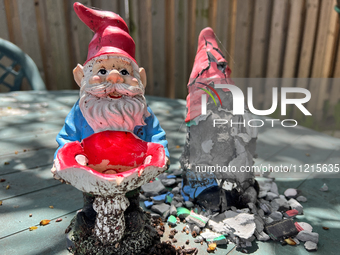 Garden gnomes, including one that is disintegrating due to the weather, are being seen during the spring season in Toronto, Ontario, Canada,...