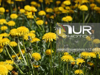 Dandelions are growing during the spring season in Toronto, Ontario, Canada, on May 6, 2024. (