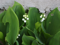 Lily of the valley (Convallaria majalis) is growing in Toronto, Ontario, Canada, on May 6, 2024. (