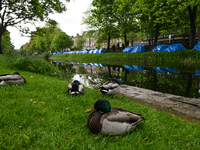 DUBLIN, IRELAND - MAY 6:
Tents continue to multiply along the Grand Canal in Dublin each passing day, on May 6, 2024, in Dublin, Ireland.
Fo...