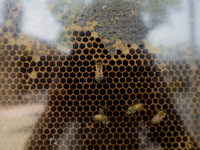 A beehive is on display at the Apapacho Fair in Mexico City, Mexico, at the National Museum of Popular Cultures on the eve of Mother's Day....