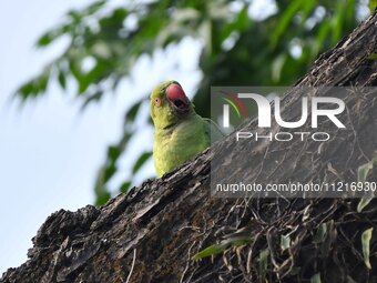 A parrot is resting on a tree in Guwahati, India, on May 7, 2024. (