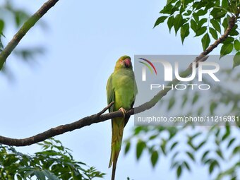 A parrot is resting on the branches of a tree in Guwahati, India, on May 7, 2024. (