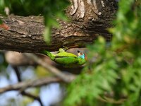 A blue-throated barbet is searching for insects on a tree in Guwahati, India, on May 7, 2024. (