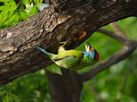 A blue-throated barbet is searching for insects on a tree in Guwahati, India, on May 7, 2024. (