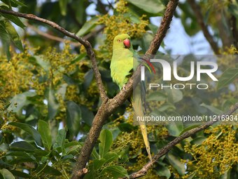 A parrot is resting on the branches of a tree in Guwahati, India, on May 7, 2024. (