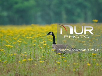 Canada geese are looking for food in a field at the Oxbow Nature Conservancy in Lawrenceburg, Indiana, on May 7, 2024. (
