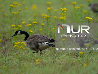 Canada geese are looking for food in a field at the Oxbow Nature Conservancy in Lawrenceburg, Indiana, on May 7, 2024. (