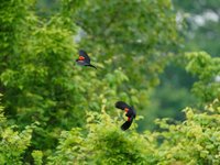 Red-winged blackbirds are gathering together during the early morning hours at the Oxbow Nature Conservancy in Lawrenceburg, Indiana, on May...