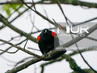 A red-winged blackbird is perching in the early morning hours at the Oxbow Nature Conservancy in Lawrenceburg, Indiana, on May 7, 2024. (