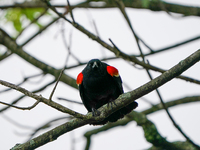 A red-winged blackbird is perching in the early morning hours at the Oxbow Nature Conservancy in Lawrenceburg, Indiana, on May 7, 2024. (