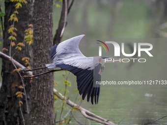 A great blue heron is being seen in the early morning hours at the Oxbow Nature Conservancy in Lawrenceburg, Indiana, on May 7, 2024. (