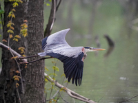 A great blue heron is being seen in the early morning hours at the Oxbow Nature Conservancy in Lawrenceburg, Indiana, on May 7, 2024. (