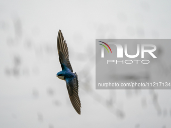 A tree swallow is flying and searching for small insects at the Oxbow Nature Conservancy in Lawrenceburg, Indiana, on May 7, 2024. (