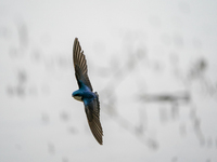 A tree swallow is flying and searching for small insects at the Oxbow Nature Conservancy in Lawrenceburg, Indiana, on May 7, 2024. (