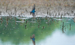 A tree swallow is flying and searching for small insects at the Oxbow Nature Conservancy i...