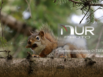 An American red squirrel (Tamiasciurus hudsonicus) is perching in a tree during the spring season in Toronto, Ontario, Canada, on May 6, 202...