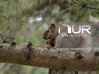 An American red squirrel (Tamiasciurus hudsonicus) is perching in a tree during the spring season in Toronto, Ontario, Canada, on May 6, 202...