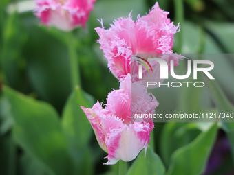 Pink tulips are growing during the spring season in Toronto, Ontario, Canada, on May 6, 2024. (