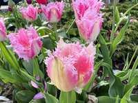 Pink tulips are growing during the spring season in Toronto, Ontario, Canada, on May 6, 2024. (