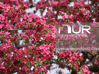 Crabapple tree flowers are blooming in Toronto, Ontario, Canada, on May 6, 2024. (