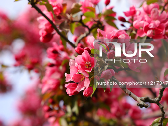 Crabapple tree flowers are blooming in Toronto, Ontario, Canada, on May 6, 2024. (