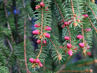 A small pinecone is beginning to grow on a fir tree in the spring season in Toronto, Ontario, Canada, on May 6, 2024. (