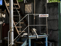 A dog is resting on the landing of a flight of stairs at a garage cooperative in Zaporizhzhia, Ukraine, on May 8, 2024, after a massive Russ...