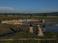 A farmer is washing his hands after working in his paddy field in Baramulla, Jammu and Kashmir, India, on May 8, 2024. Farmers are using tin...