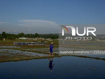 Farmers are working in a paddy field in Baramulla, Jammu and Kashmir, India, on May 8, 2024. They are using tin sheets to cover and protect...