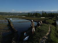 Farmers are working in a paddy field in Baramulla, Jammu and Kashmir, India, on May 8, 2024. They are using tin sheets to cover and protect...