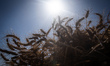Farm Workers Harvest And Feed Wheat Into A Threshing Machine During The Harvest In, Al-Sha...