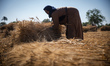 Farm Workers Harvest And Feed Wheat Into A Threshing Machine During The Harvest In, Al-Sha...