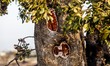 A fire is forming a cavity inside a tree in Limassol, Cyprus, on May 9, 2024. A wildfire i...