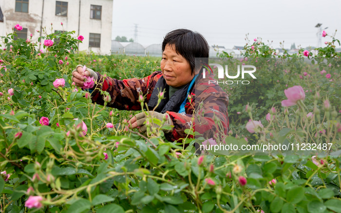 Rose Planting Base in Nantong