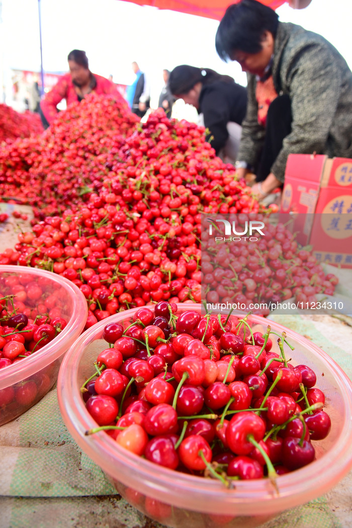 Cherries Harvest in Zaozhuang