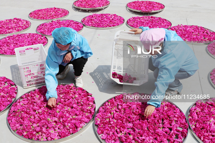 A Rose Planting Base in Lianyungang