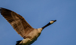 Canada geese are being seen just after sunrise at the Oxbow Nature Conservancy in Lawrence...