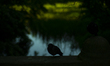 A pigeon is seen sihlouetted against a pond of water in a park in Warsaw, Poland on 13 May...