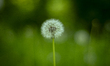 A red seed dandelion is seen in a park in Warsaw, Poland on 13 May, 2204. 