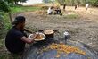 A farmer is making Gur (jaggery) in a field in Nagaon district in Assam, India, on January...