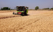 A farmer is driving a harvester to harvest wheat in a field in Zaozhuang, China, on May 24...