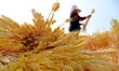 Farmers are harvesting mountain wheat in Zaozhuang city, Shandong province, China, on May...