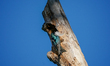 Tree swallows are working together to build their nest in a dead tree just after sunrise i...