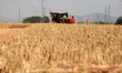 A farmer is driving a harvester to grab wheat at a wheat field in Gutun village, Zaozhuang...