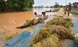 Flood-affected villagers are unloading their damaged paddy crop from a boat following the...